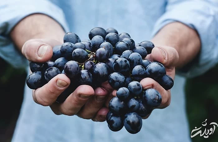 انگور برای ایمنی بدن